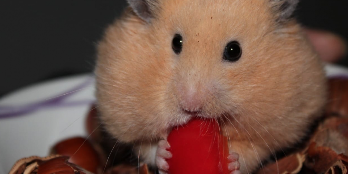 Brug tiden i sommerferien på at give din hamster de bedst mulige forhold