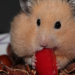 Brug tiden i sommerferien på at give din hamster de bedst mulige forhold