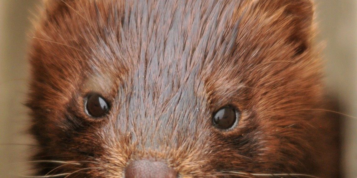 Status på minkbesætninger efter virus i Nordjylland