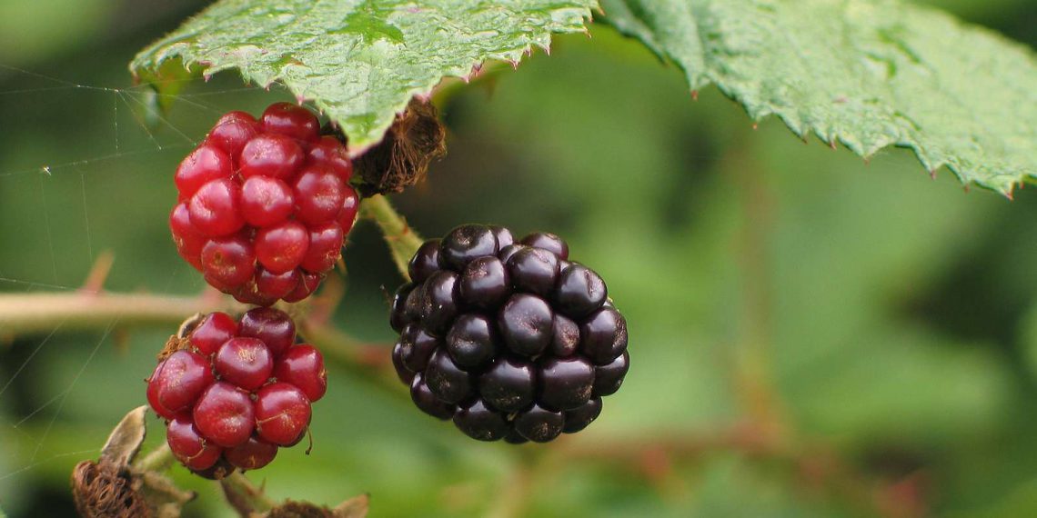 Få naturvejlederens tip til bærhøst