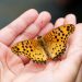 En naturoplevelse skal der til: Naturens Dag med sjove og nærværende oplevelser