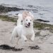 Har du hund? Disse regler gælder i vinterhalvåret