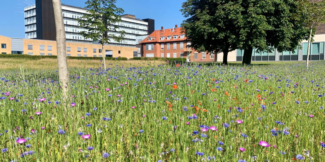 Regionshospital Nordjylland hjælper insekter og øger biodiversiteten