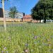 Regionshospital Nordjylland hjælper insekter og øger biodiversiteten