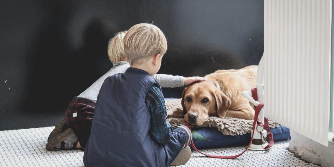 Sådan finder du den hund, der passer bedst til dig