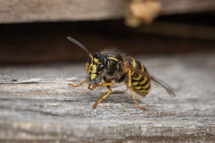 Nu skal du tage dig i agt for bier og hvepse. Foto: Colourbox