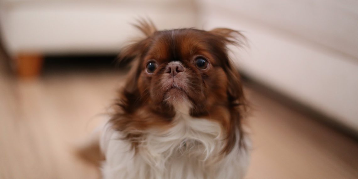 Sådan giver du din hund tryghed nytårsaften