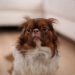 Sådan giver du din hund tryghed nytårsaften
