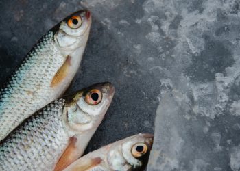 Nordjylland er tilbage på tronen