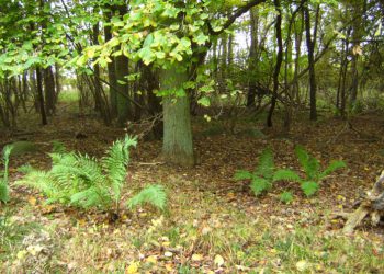 Sommerferie idéer i Nordjylland: Egholm