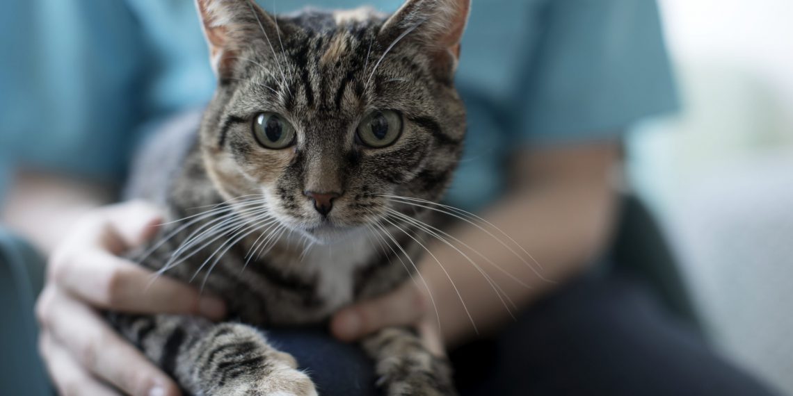 Flere katte skal neutraliseres og mærkes