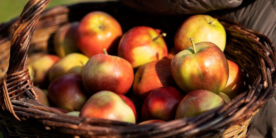 Kom til Havens Dag i Plantorama i Aalborg og prøv årets æblejuice