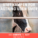 Skal EU gøre det lovligt at slagte dyr uden bedøvelse?