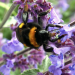 Hver tredje boligejer dyrker insekternes fristeder i haven