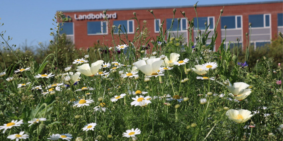 LandboNord: Mindst 100 km nordjyske faunastriber i år