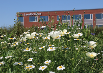 LandboNord: Mindst 100 km nordjyske faunastriber i år