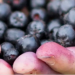 Aronia – velsmagende og sunde bær