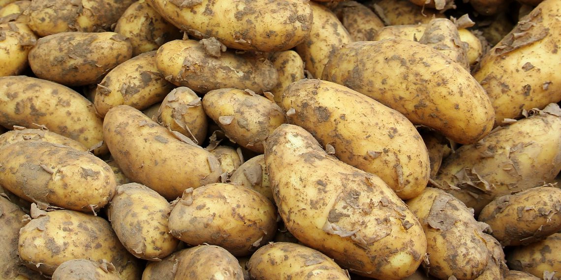 Derfor skal du ikke bruge dine spisekartofler som læggekartofler