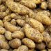 Derfor skal du ikke bruge dine spisekartofler som læggekartofler