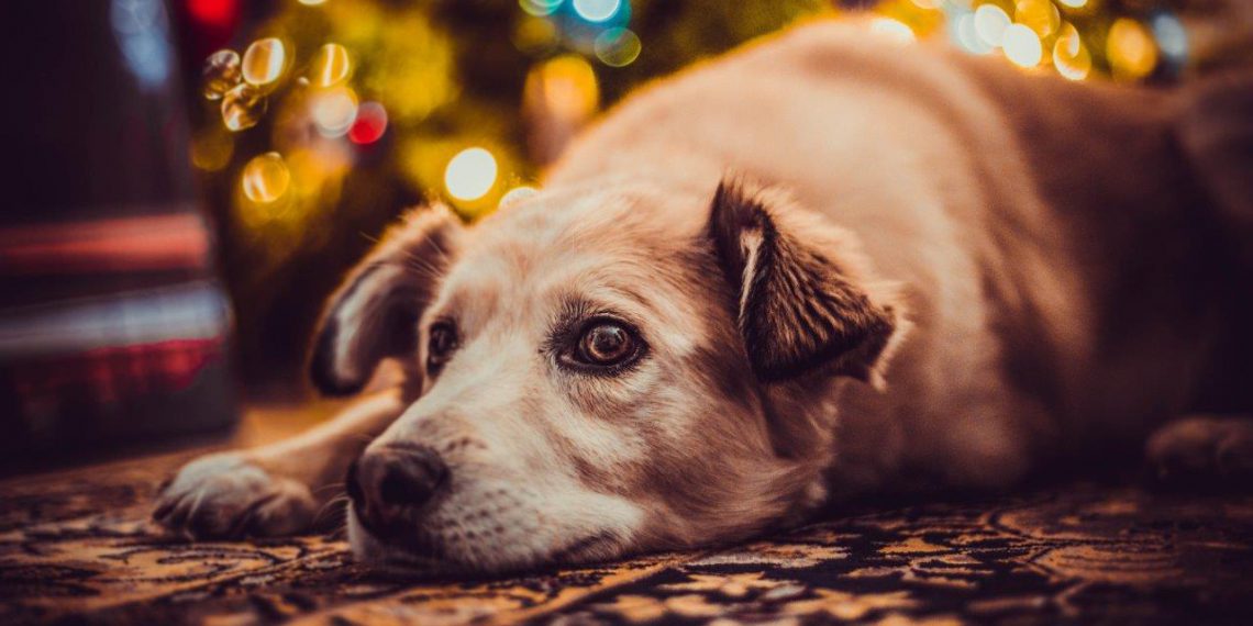 Juleforkælelse truer din hund: Tre gode råd til at være god ved din hund i juletiden