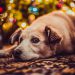 Juleforkælelse truer din hund: Tre gode råd til at være god ved din hund i juletiden