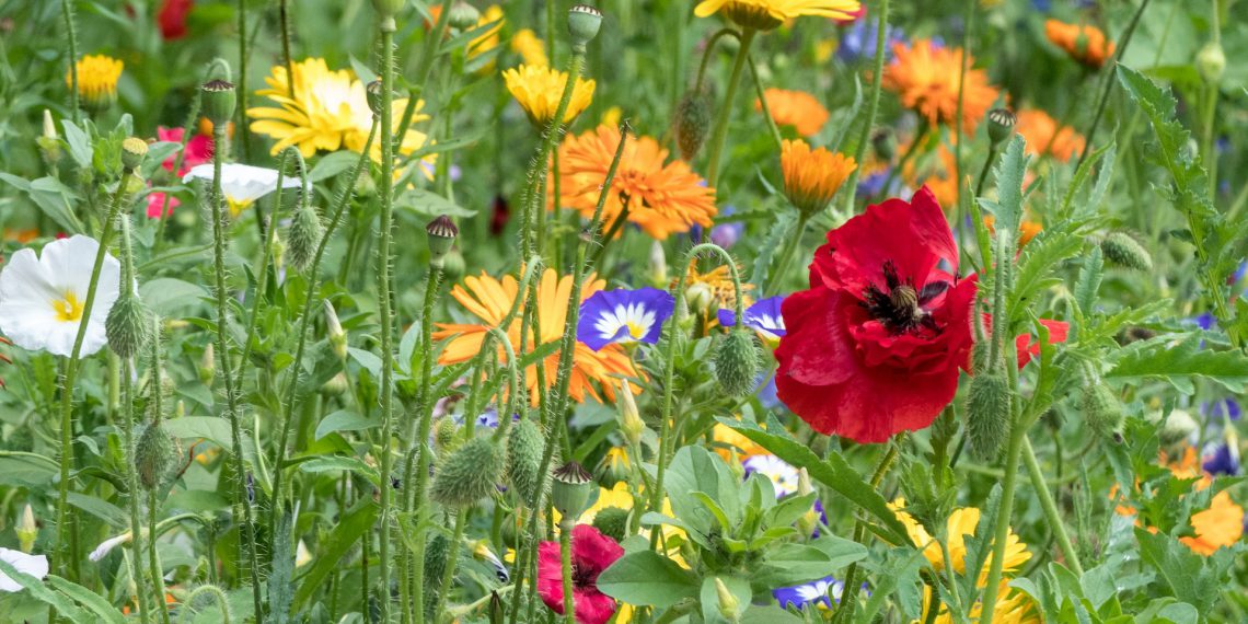 Antallet af blomstermarker er femdoblet