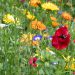 Antallet af blomstermarker er femdoblet