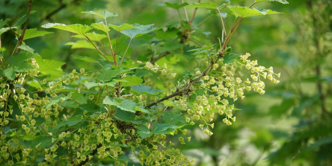 Træer og buske du skal plante i din have