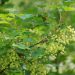 Træer og buske du skal plante i din have