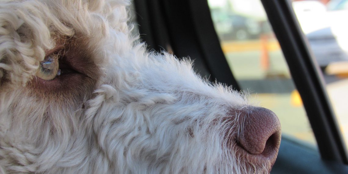 Desværre er der stadig mange, som lader hunden sidde i bilen når det er varmt