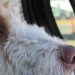 Desværre er der stadig mange, som lader hunden sidde i bilen når det er varmt