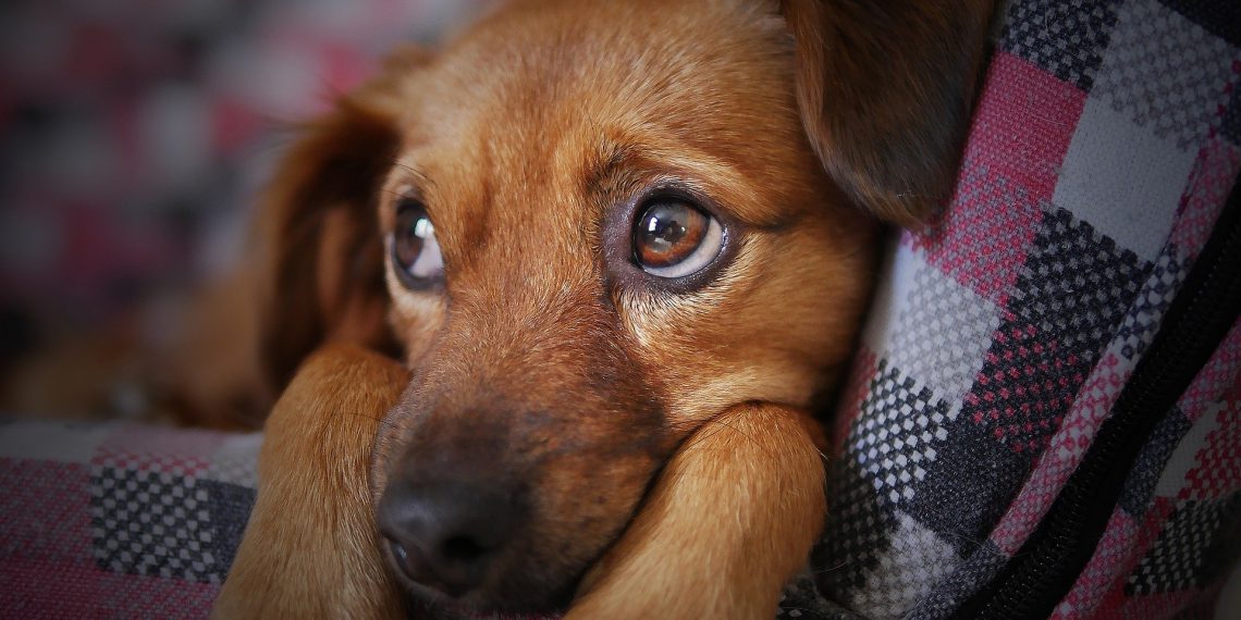 Øget fokus på ulovlig grænseoverskridende hundehandel