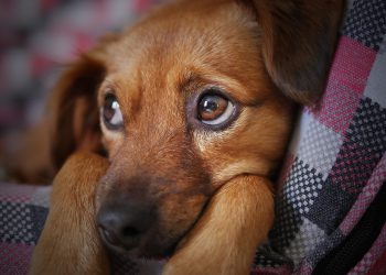 Øget fokus på ulovlig grænseoverskridende hundehandel