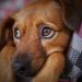Øget fokus på ulovlig grænseoverskridende hundehandel