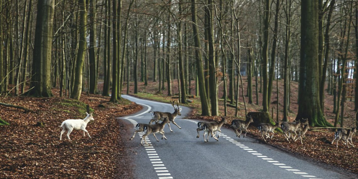 Vær Opmærksom De Næste Måneder Dør Tusindvis Af Hjorte I Trafikken Jammerbugt Avis 