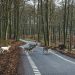 Vær opmærksom: De næste måneder dør tusindvis af hjorte i trafikken
