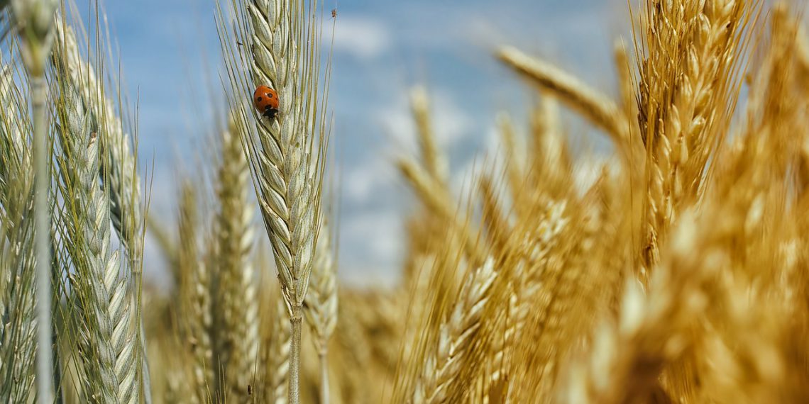 Fuldkorn er godt for både dig og klimaet