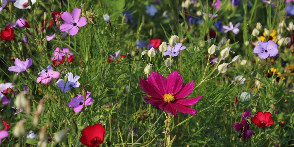 6 tips til en vild blomsterhave