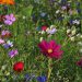6 tips til en vild blomsterhave