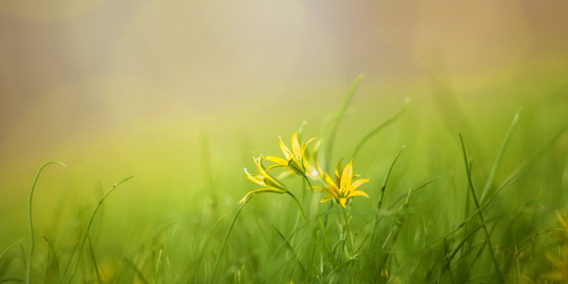 Sådan forvandler du din græsplæne til en vild blomstereng