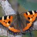 Oplev naturen: 3 arter i den danske natur lige nu – kan du finde dem?