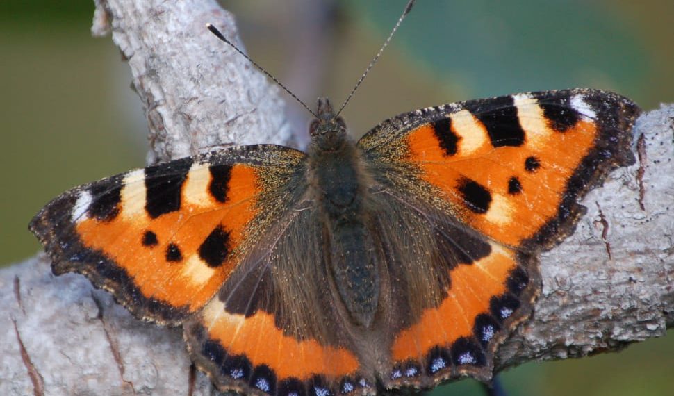 Oplev naturen: 3 arter i den danske natur lige nu – kan du finde dem?