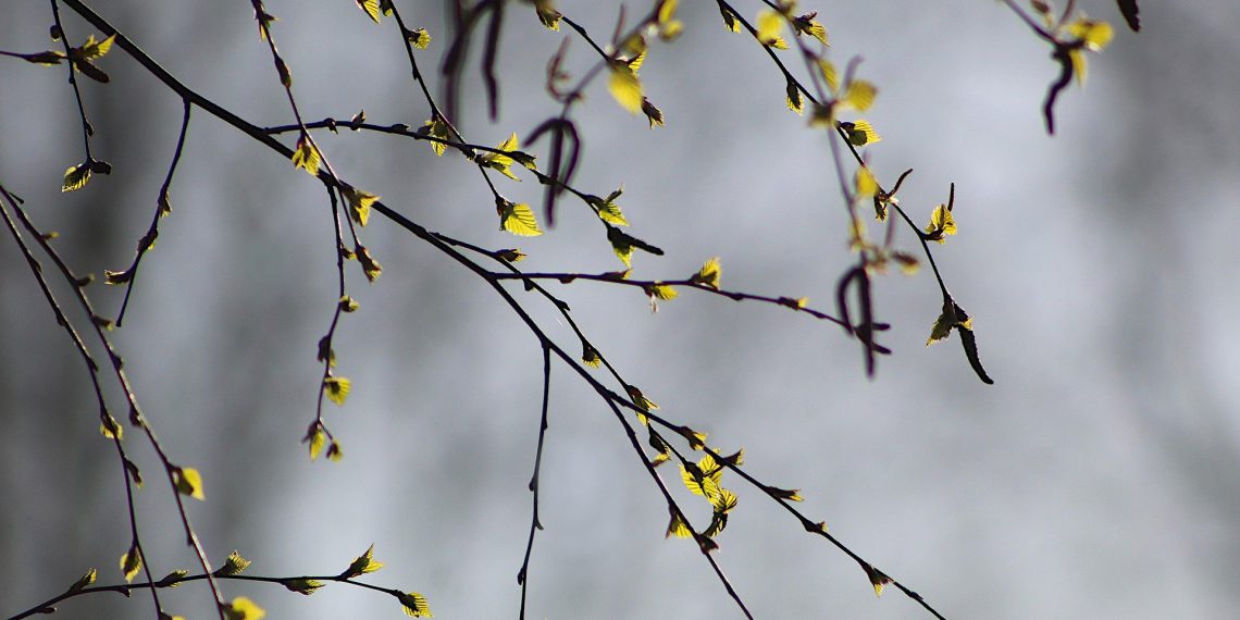Nu er der birkepollen i luften