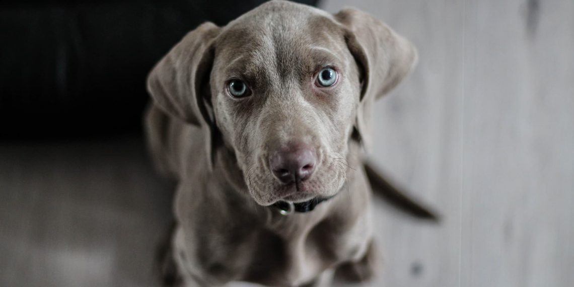 Guide: Undgå at hunden får Nytårsangst