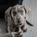 Guide: Undgå at hunden får Nytårsangst