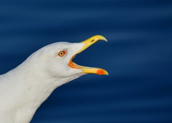 Forgiftede måger ved Blegkilde Alle: Ikke Corbofuran