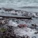 Søværnet oplever boom i indsamlere af havfald