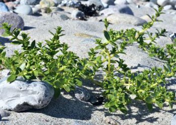 Sanketur i sommerferien: Pluk disse 5 spiselige planter