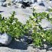 Sanketur i sommerferien: Pluk disse 5 spiselige planter
