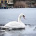 Fastfrosne svaner er syge